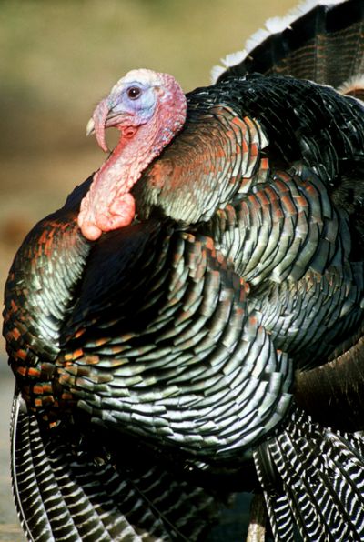 Hunters are gearing up for the call of the wild turkey gobbler. (Rich Landers)