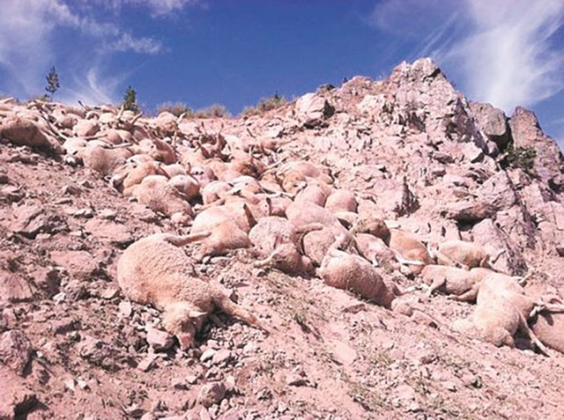 At the scene of the sheep stampede, bodies were piled where the animals were crushed or suffocated after being chased by two wolves observed by one of the sheep herders for the Siddoway Sheep Company on Aug. 17, 2013. In all, 176 sheep perished at the south end of the Teton Valley. (courtesy)