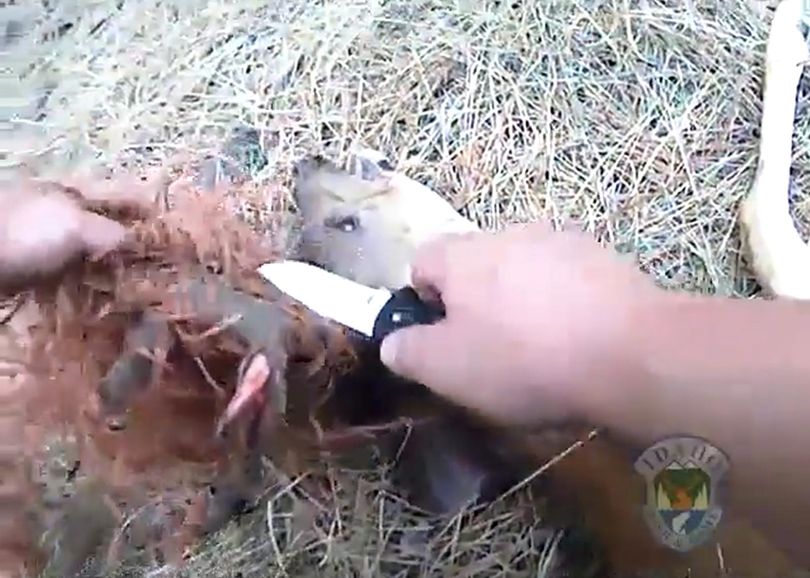 An Idaho Fish and Game Department officers frees a buck entangled in baling twine. (Idaho Department of Fish and Game)