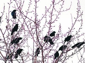 
Crows congregate on budding trees along Upriver Drive in Spokane. American crows were among the worst hit by West Nile virus, suffering declines of as much as 45 percent in some regions and wipeouts of 100 percent in some smaller areas. 
 (File / The Spokesman-Review)