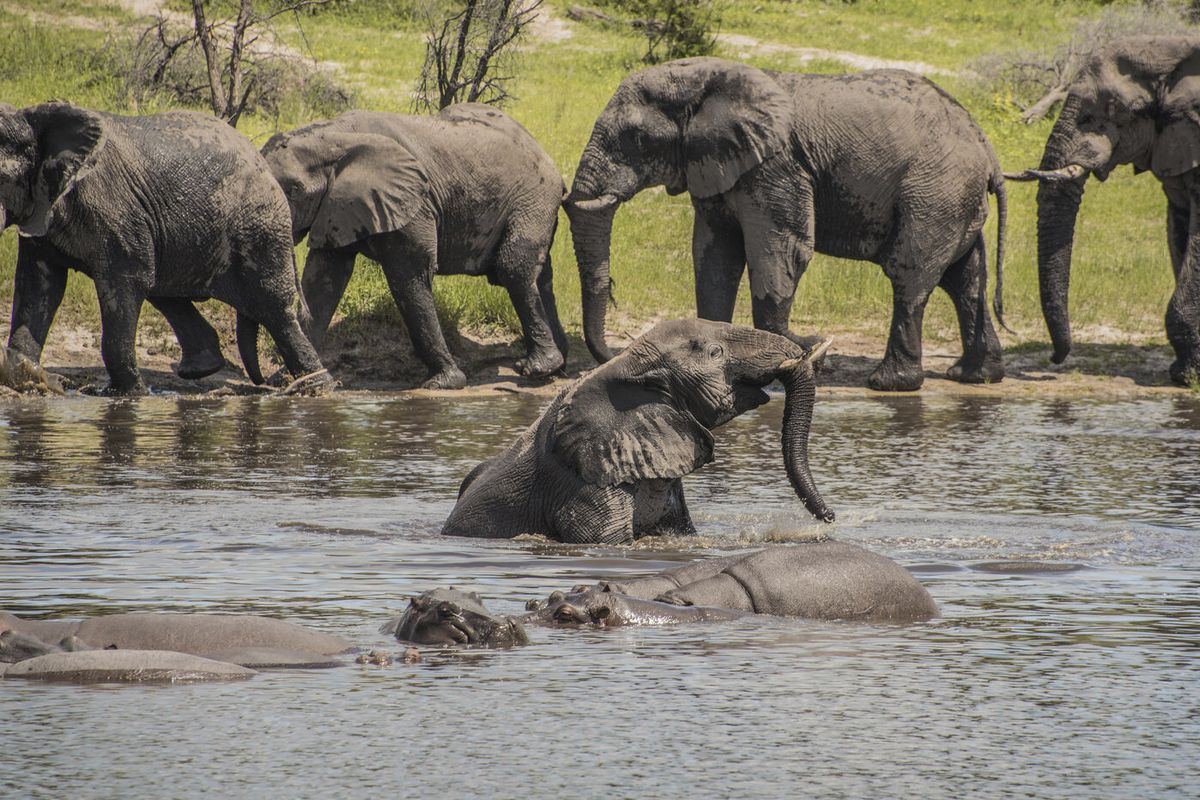 In a 2016 photo provided by researcher Connie Allen, male African elephants socialize along the Boteti River in Botswana. An emerging body of research is revealing the complex relationships of male elephant society, according to a study published Thursday. They are not loners after all.  (Connie Allen)