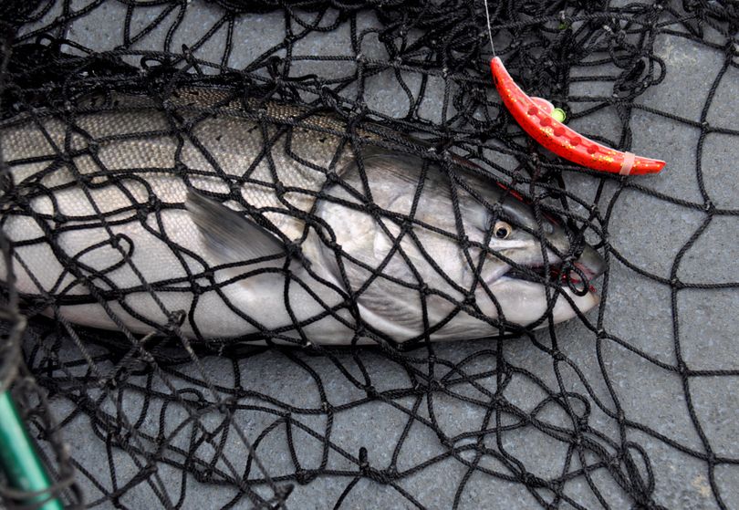 A salmon, caught on a Brad's Superbait, is netted as anglers set a catch record in the Hanford Reach of the Columbia during the record-breaking 2013 run of fall chinook. (Rich Landers)