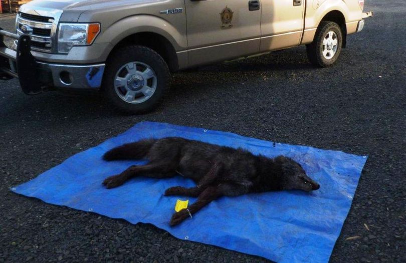 The case of a wolf shot and killed by a man in Whitman County on Oct. 12, 2014, was investigated by Washington Fish and Wildlife police. (Washington Department of Fish and Wildlife)