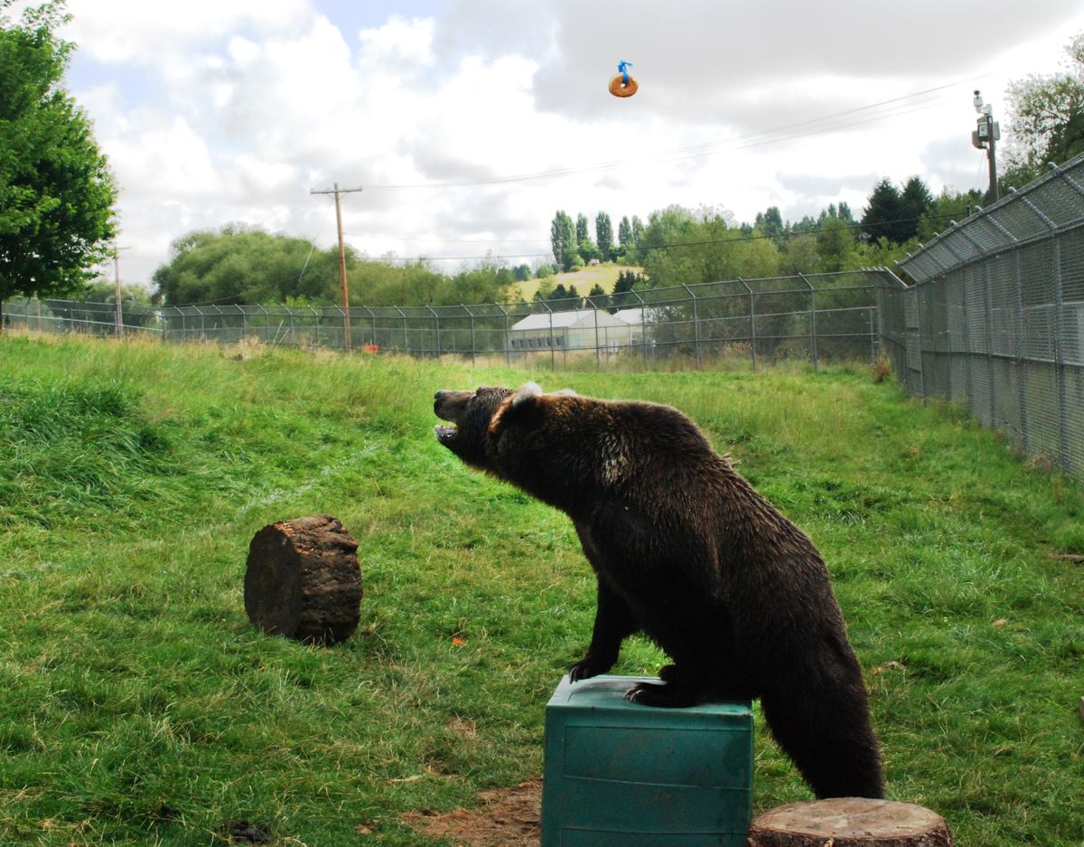 WSU study: Can grizzlies make use of tools? | The Spokesman-Review