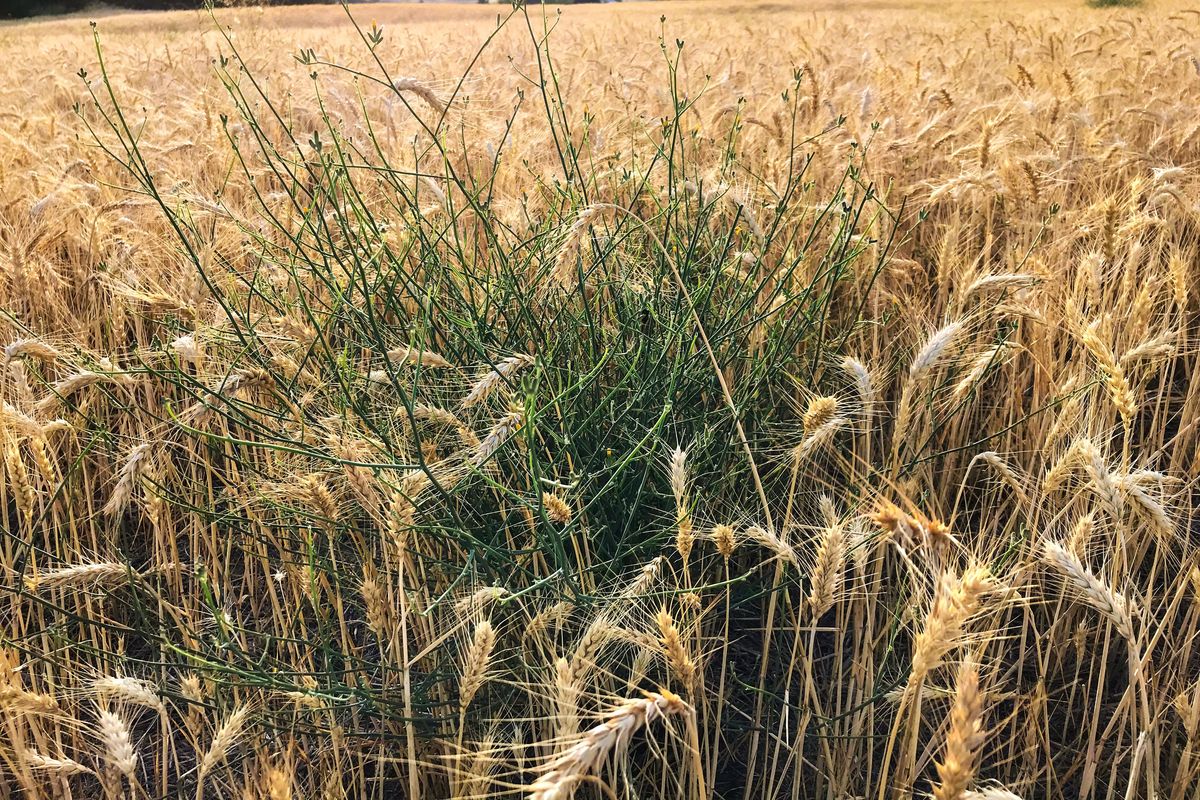 Rush skeletonweed is shown growing in a wheat field in south Spokane on Aug. 15. Skeletonweed was designated a noxious weed in 1988. (Dan Pelle / The Spokesman-Review)