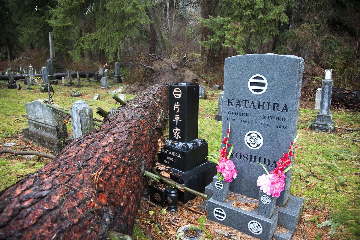 A large pine tree fell across Greenwood Memorial Terrace gravestones during the Nov. 17, 2015, windstorm. (Dan Pelle / The Spokesman-Review)