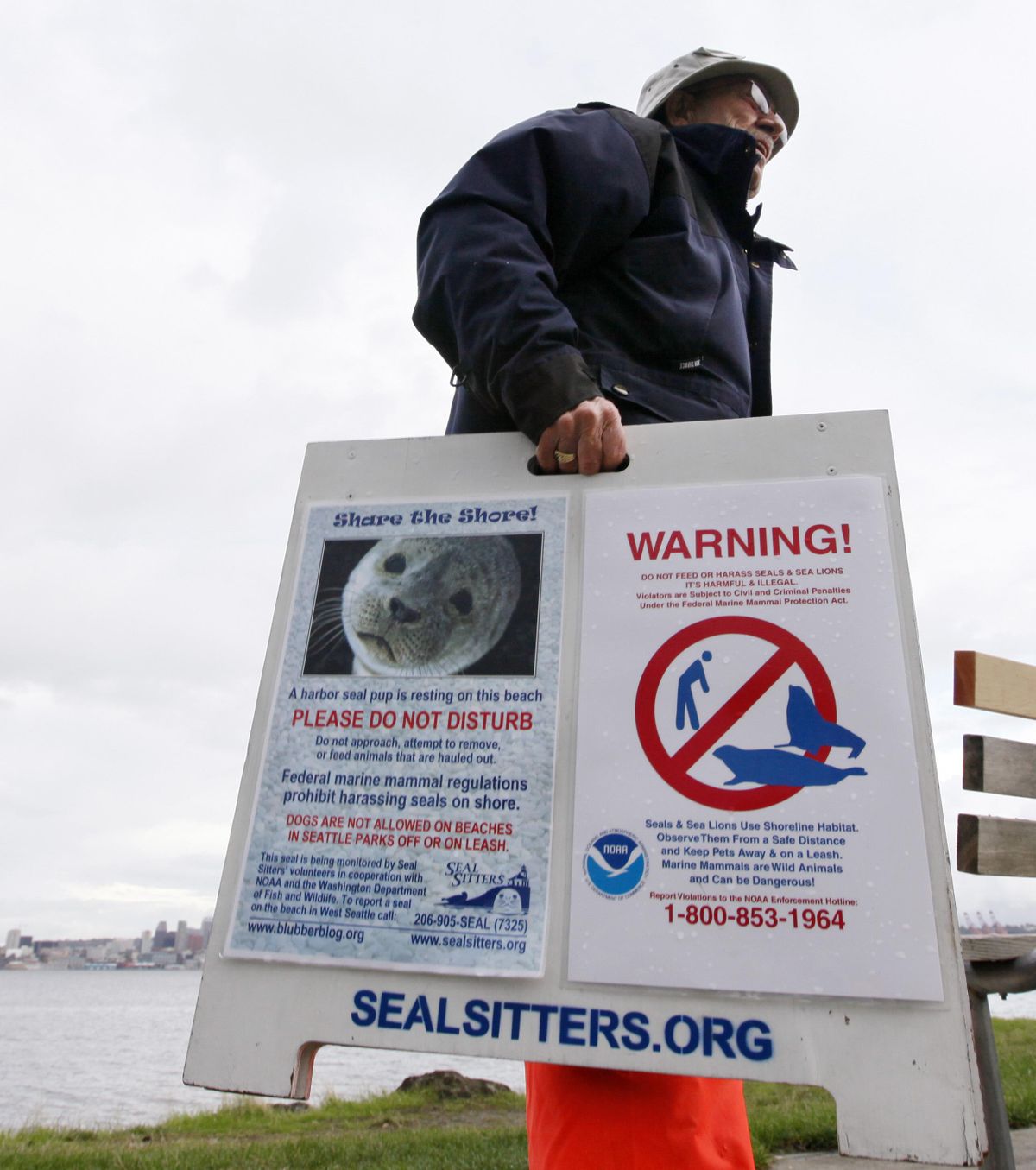 Ralph Heitt picks up a “Seal Sitters” sign Oct. 11, 2011, after the harbor seal pup he and other volunteers had been watching during his rest period returned to the water in Seattle. (Elaine Thompson / Associated Press)