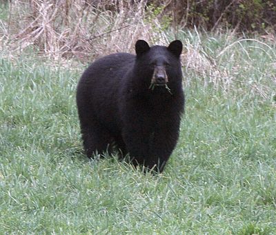 A black bear grazes in a field in Vermont. A black bear attacked a jogger on the Kalispell-Reeder trail at Priest Lake on Monday. (Toby Talbot / AP)