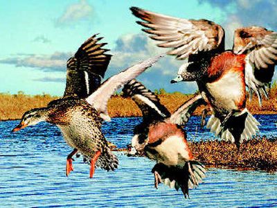 
Washington's 2006 state duck stamp artwork, by Robert Steiner, features a mallard hen and two drake wigeon. Funding from art sales declined after initial bonanza years. 
 (Artwork by ROBERT STEINER / The Spokesman-Review)