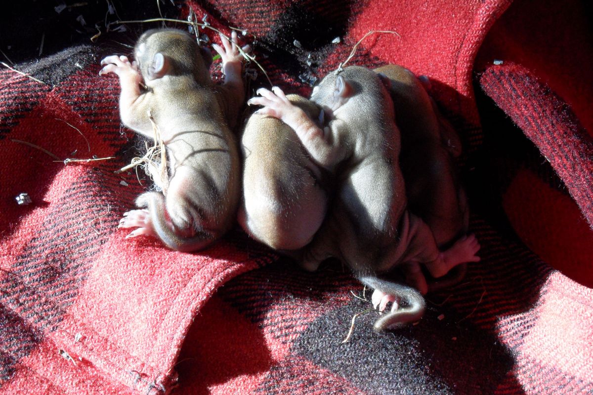 Five newborn red squirrels were removed from a nest in the engine filter of a Toyota 4Runner. (Tina Wynecoop)