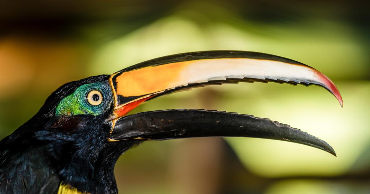 App-driven birding attracts flocks of enthusiasts to Colombia