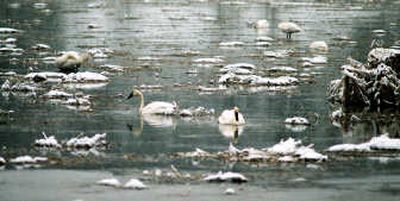 Tundra swans stop to feed on a marsh along state Highway 211 in southern Pend Oreille County on Wednesday on their annual migration northward to  Alaska. 
 (Mike  Prager / The Spokesman-Review)