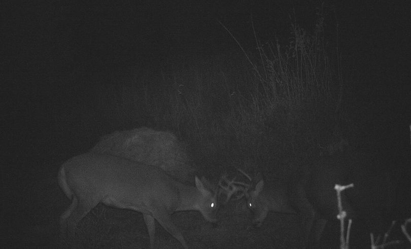 Whitetail bucks sparring in image from remote motion-activated trail cam. (Chris van Kempen)