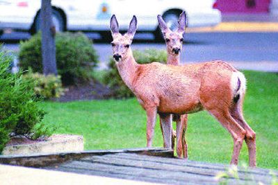 Although deer are smart creatures, there are ways to keep them off your property.
(Associated Press / The Spokesman-Review)