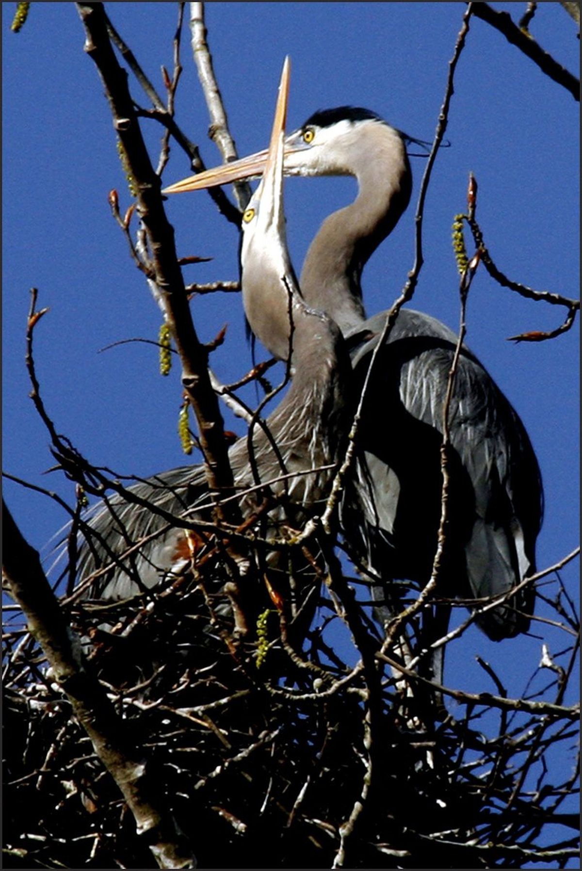 Two herons are seen Tuesday nesting at the Matthews Beach colony north of Magnuson Park in Seattle. With increasing frequency, this heron colony and others throughout Western Washington are being attacked by bald eagles.  (Associated Press)