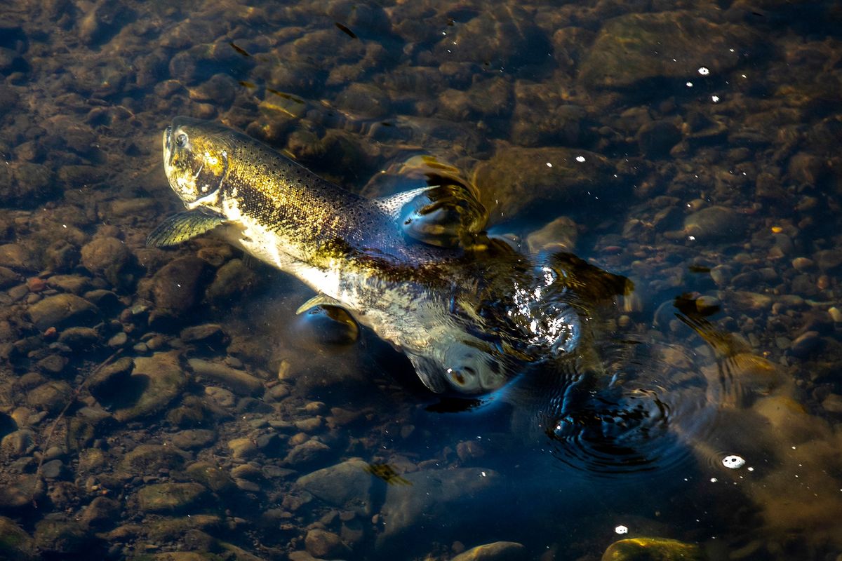 A coho salmon flips onto its side as the sunlight lights up its scales while swimming around in the Lapwai Creek in Spalding, Idaho, on Wednesday.  (August Frank)