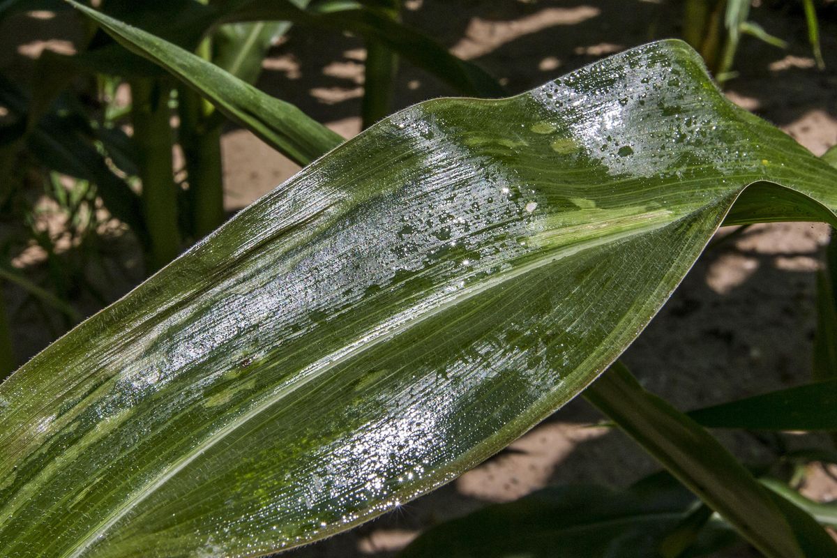 In this Tuesday, July 19, 2016, photo, the sun shines on corn in a field near Bremen Highway in Mishawaka, Ind. Meteorologists and atmospheric researchers say the Midwest’s first dangerous bout of heat and humidity this summer is partly to blame on the moisture being piped out of the ground and into the atmosphere by the increasing acreage of corn crops now reaching their peak. (Robert Franklin / Associated Press)