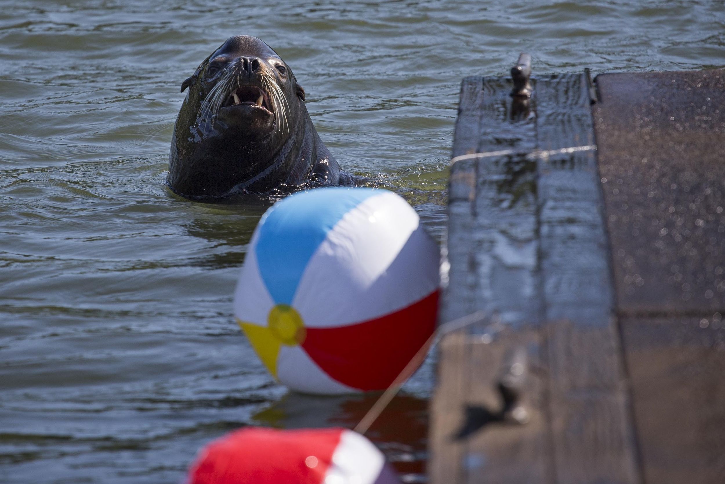 Colorful beach balls serve as sea lion deterrent | The Spokesman-Review