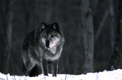 Fears that wolves will impact Stevens County's livestock and hunting industries have prompted the county to suggest that Washington state should pay the county $2 million to cover possible losses. Associated Press
 (File Associated Press / The Spokesman-Review)