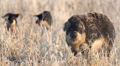 
An adult mangalitsa pig grazes in a field near Reardan, Wash.  The European breed of pigs are being raised by rancher Gary Angell, pictured below, and Heath Putnam. 
 (Photos by Joe Barrentine / The Spokesman-Review)