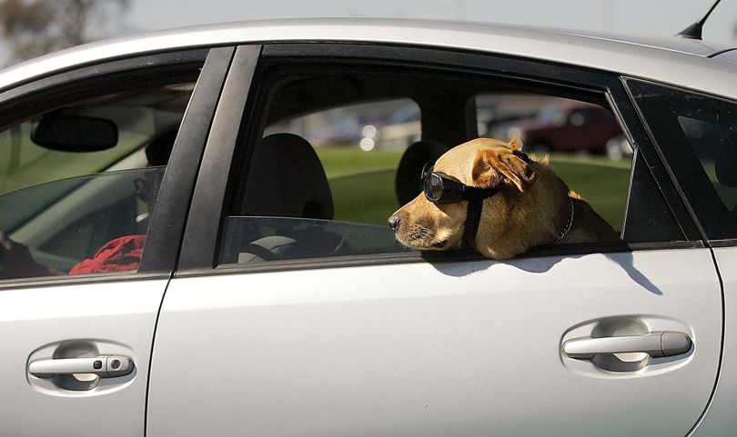 Topaz enjoys the breeze in the back seat of Susan Boone�s car Thursday Sept. 29, 2011 as the pair drive back to Kennewick, Wash. after dropping Boone�s daughter off at Columbia Basin College. Boone said the goggles her rescue dog wears were originally intended to protect the animals eyes from cataracts but have proved useful keeping the wind out of his eyes during open window driving. (Rich Dickin / The Tri-city Herald)