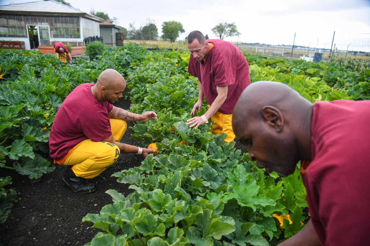 Nathan Miller, Aaron Strom and Jody Thomas check on the progress of the pumpkin patch in the vegetable gardens at Geiger Corrections Center, Thursday, Aug. 22, 2019. (Dan Pelle / The Spokesman-Review)