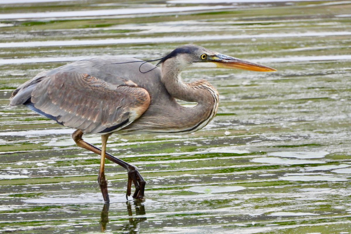 A great blue heron silently stalks for fish along the Snake River near Clarkston.  (Photo courtesy of Rod Sayler)