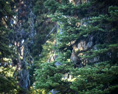A dusky grouse hangs out in the Colville National Forest.  (MICHAEL WRIGHT/The Spokesman-Review)