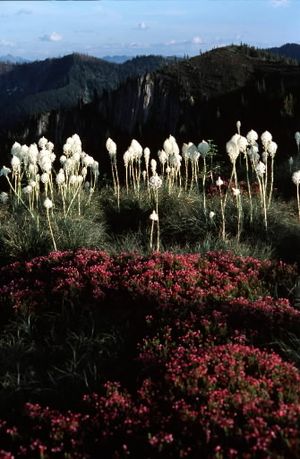Beargrass and pink mountain heather bloom during summer in the landscape along the Stateline Trail in the proposed Great Burn Wilderness, which is still evolving from the great forest fire of 1910. The proposed wilderness straddles the Montana-Idaho border southeast of Superior, Mont., in the Lolo and Clearwater National Forests. (Rich Landers)