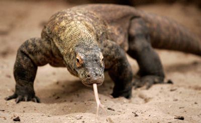 
Flora, a Komodo dragon, walks around her enclosure at Chester Zoo in Chester, England, on Monday. 
 (Associated Press / The Spokesman-Review)