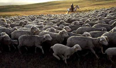 David Barrientos, of Chile, herds some 3,000 sheep from a corral Tuesday morning in Centerville, Wash., to a grazing field several miles away. The flock owned by Max Fernandez is worked with help from herders from South America who earn up to $700 a month.
(The Spokesman-Review)