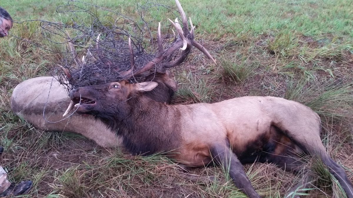 Joe Lenz found two large bull elk entangled in barbed wire Sept. 18 on his property in Wolf Lodge Creek east of Coeur d