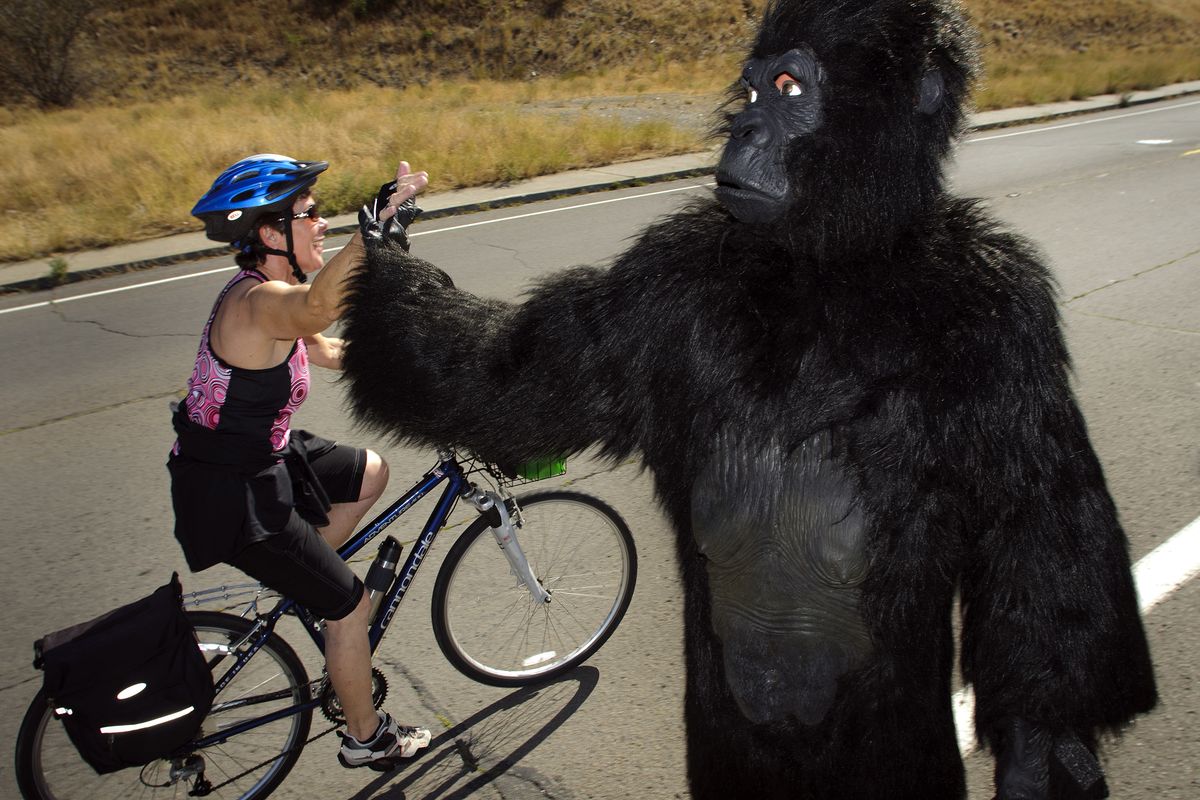 Dressed in the gorilla costume he runs Bloomsday in, Dan Schnell gives encouragement to SpokeFest riders as they head up Doomsday Hill on Sunday.  (Colin Mulvany)