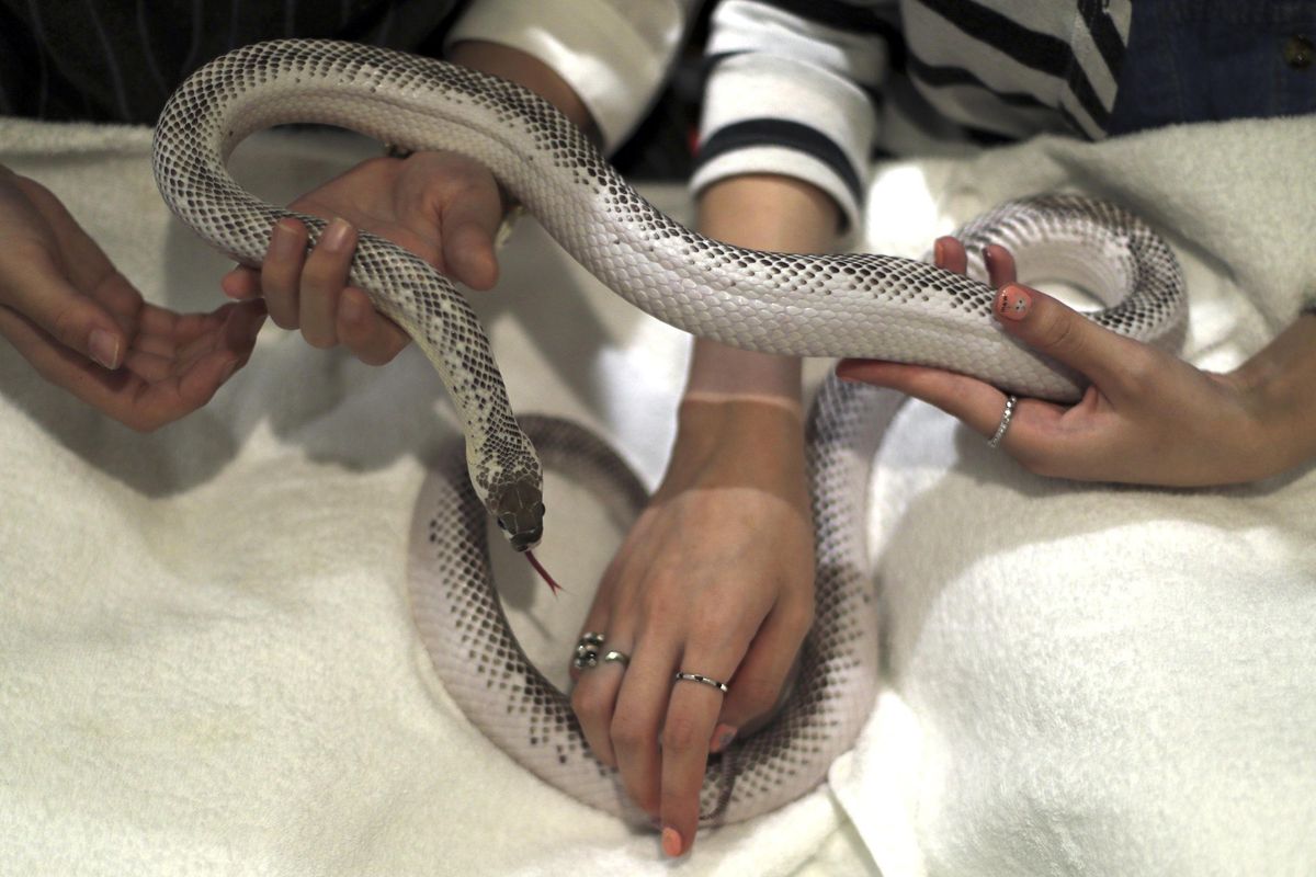 In this Sept. 30, 2016 photo, visitors pet a snake at Tokyo Snake Center. Visitors pay 1,100 yen (about $11) for a cup of coffee and a slithery friend to wind around their arm; a plate of curry bread snacks or a really big snake costs extra. (Eugene Hoshiko / Associated Press)