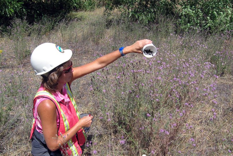 Certain insects are being groomed as bio-controls that can be released to feast specifically on the seeds or buds of noxious weeds. A citizen’s group backed use of bio-controls that virtually eliminated knapweed along trails in Spokane’s Palisades Park.