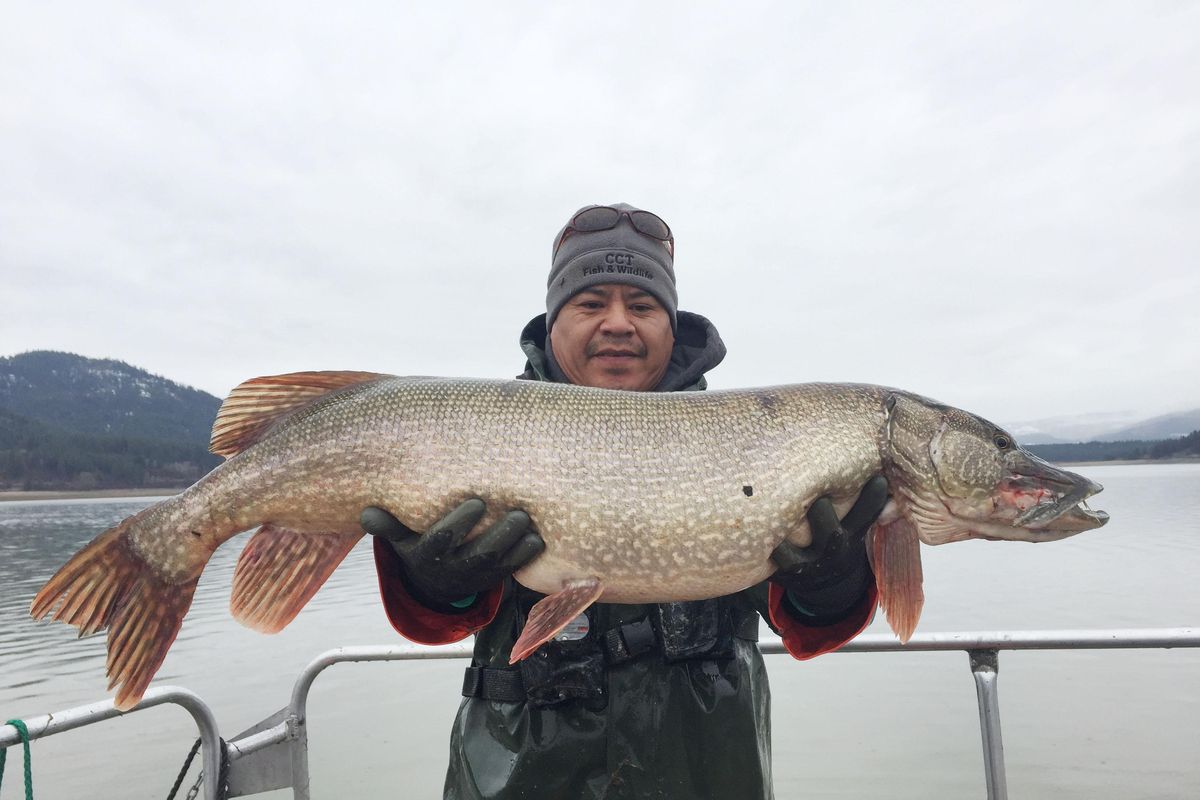 A 20-pound northern pike caught was caught by gillnets in Lake Roosevelt and shown here by Colville Tribal member Robert Thomas. (Photo courtesy Colville Tribe)