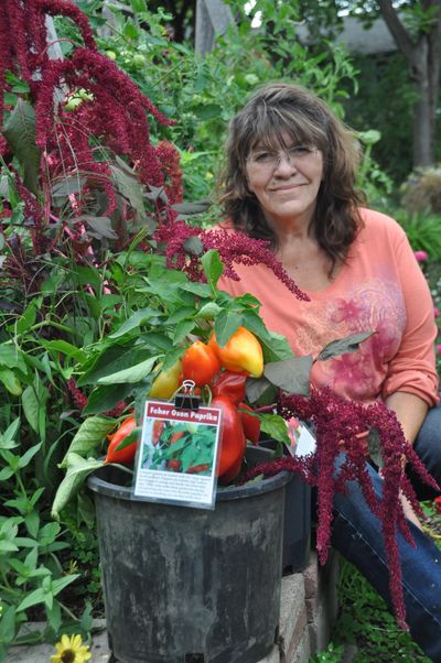 As The Tomato Lady, Elizabeth Casteel grew 178 varieties of tomatoes and 50 varieties of peppers last spring. Once dried, this Feher Oson paprika pepper can be ground into fresh paprika seasoning. (Pat Munts / The Spokesman-Review)