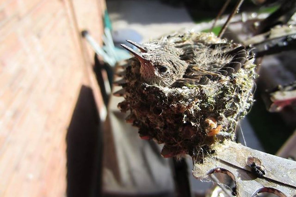 Two hummingbird chicks in their nest at 17 days old. (Bill Bender)