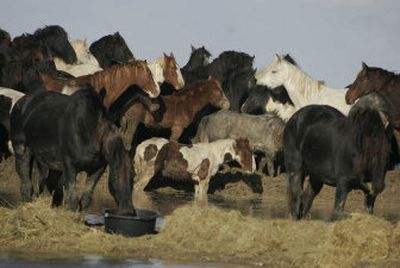
Horses huddle on a small piece of land in Marrum, Netherlands, on Thursday. Rescuers were trying to save a herd of about 100 horses  stranded by floodwaters. 
 (Associated Press / The Spokesman-Review)