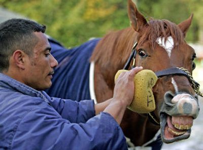 
Breeders' Cup Mile entrant Leroidesanimaux of Brazil, being washed by groom Julio Garcia at Belmont Park, has won eight consecutive races.  
 (Associated Press / The Spokesman-Review)