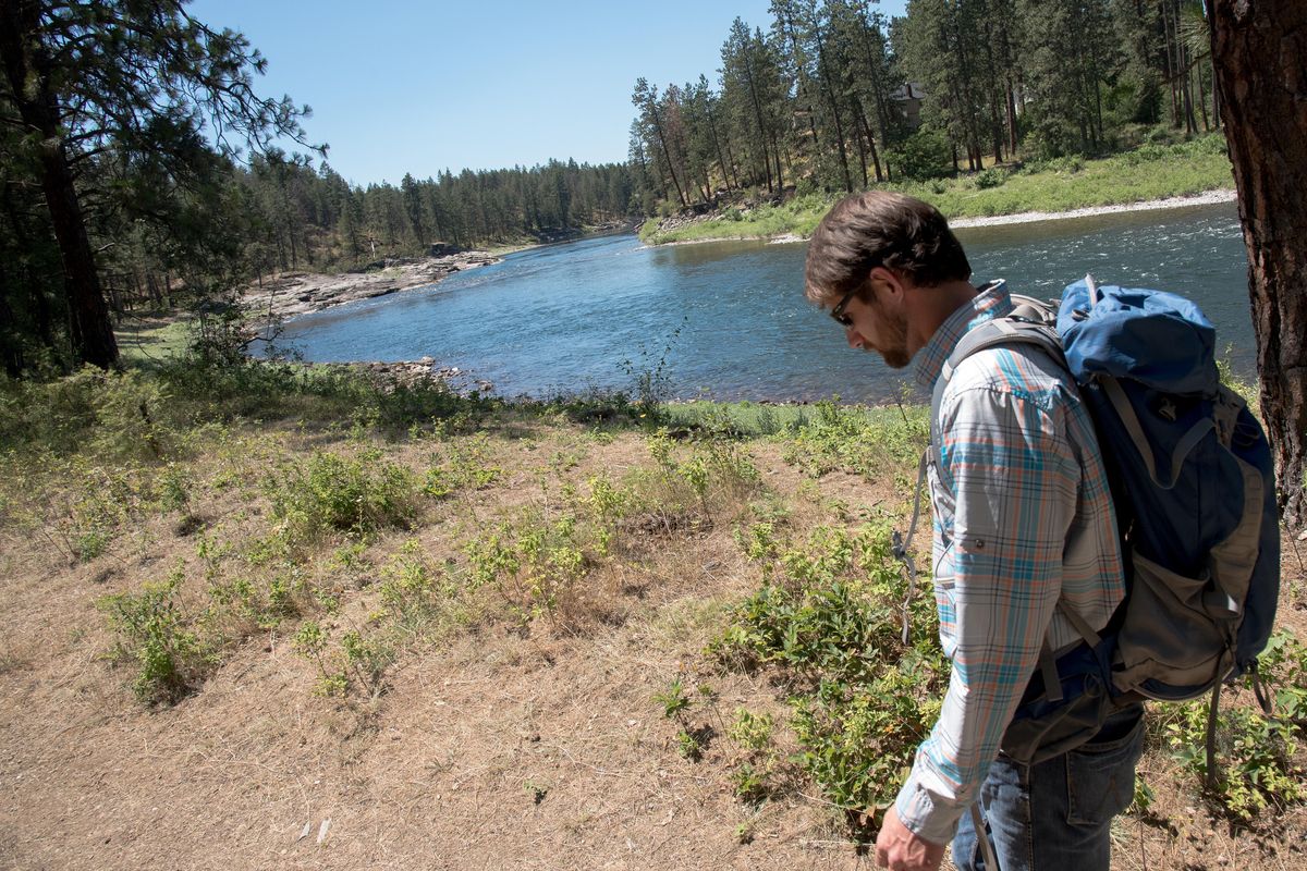 Bryan Myers, the Post Falls parks managers, walks along the bank of the Spokane River on Thursday July 12, 2018. With an acquisition in September Post Falls now owns more than 500 acres continuous acres starting just east of Q