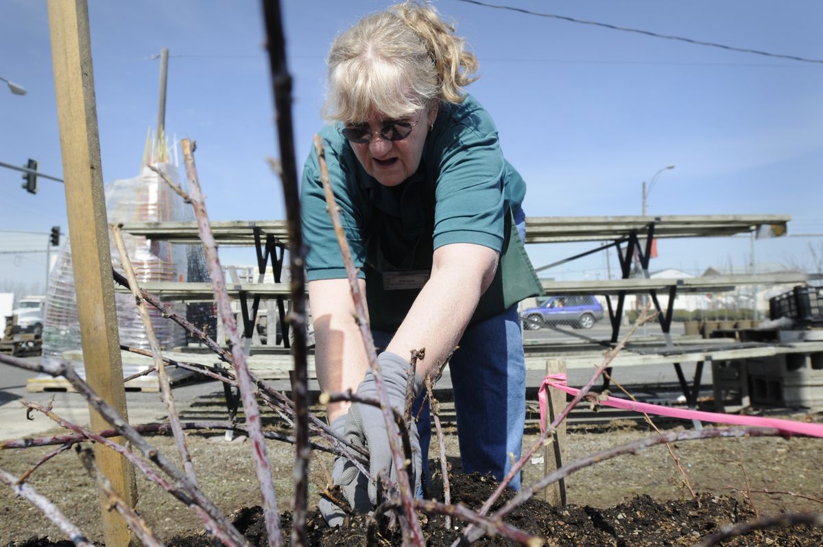 Karen Marcus pulls up bare root raspberry canes for a customer at Northwest Seed and Pet on Wednesday. Gardeners are already buying their berry plants – strawberry, raspberry, blueberry, currants and gooseberries – to plant this year.  (Photos by Jesse Tinsley / The Spokesman-Review)