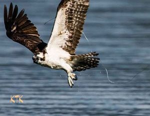 An osprey has fishing line tangled in its wing after diving for fish at Hayden Lake. (Kasue Krumpleman / Coeur d'Alene Audubon Society)