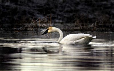 
A male trumpeter swan – we're calling him Solo – has returned to Turnbull, where he favors Cheever Lake.
 (File / The Spokesman-Review)