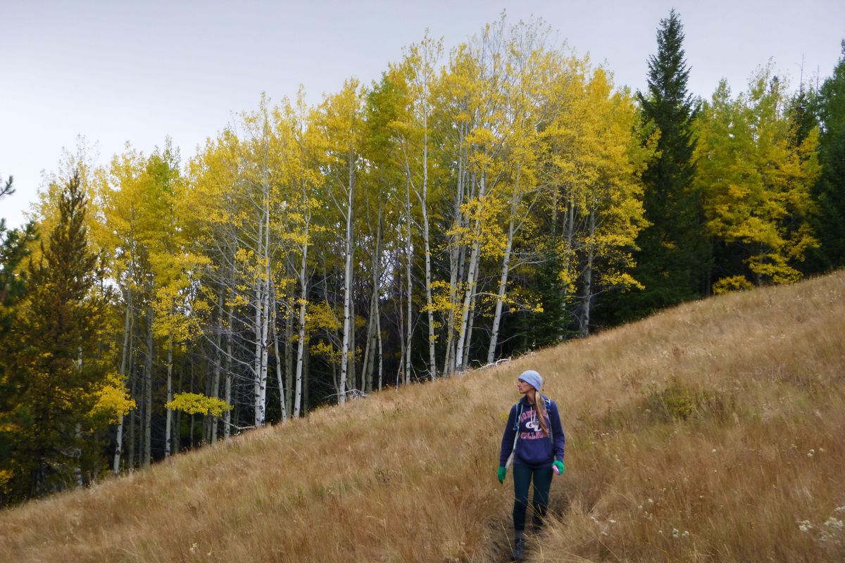 Aspens provide a burst of color for hikers descending the Jungle Hill Trail in the Kettle River Range north of Sherman Pass. (Rich Landers / The Spokesman-Review)