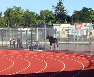 A moose hits the track at North Central High School for a morning workout on June 30, 2015. (Mark Vandine)