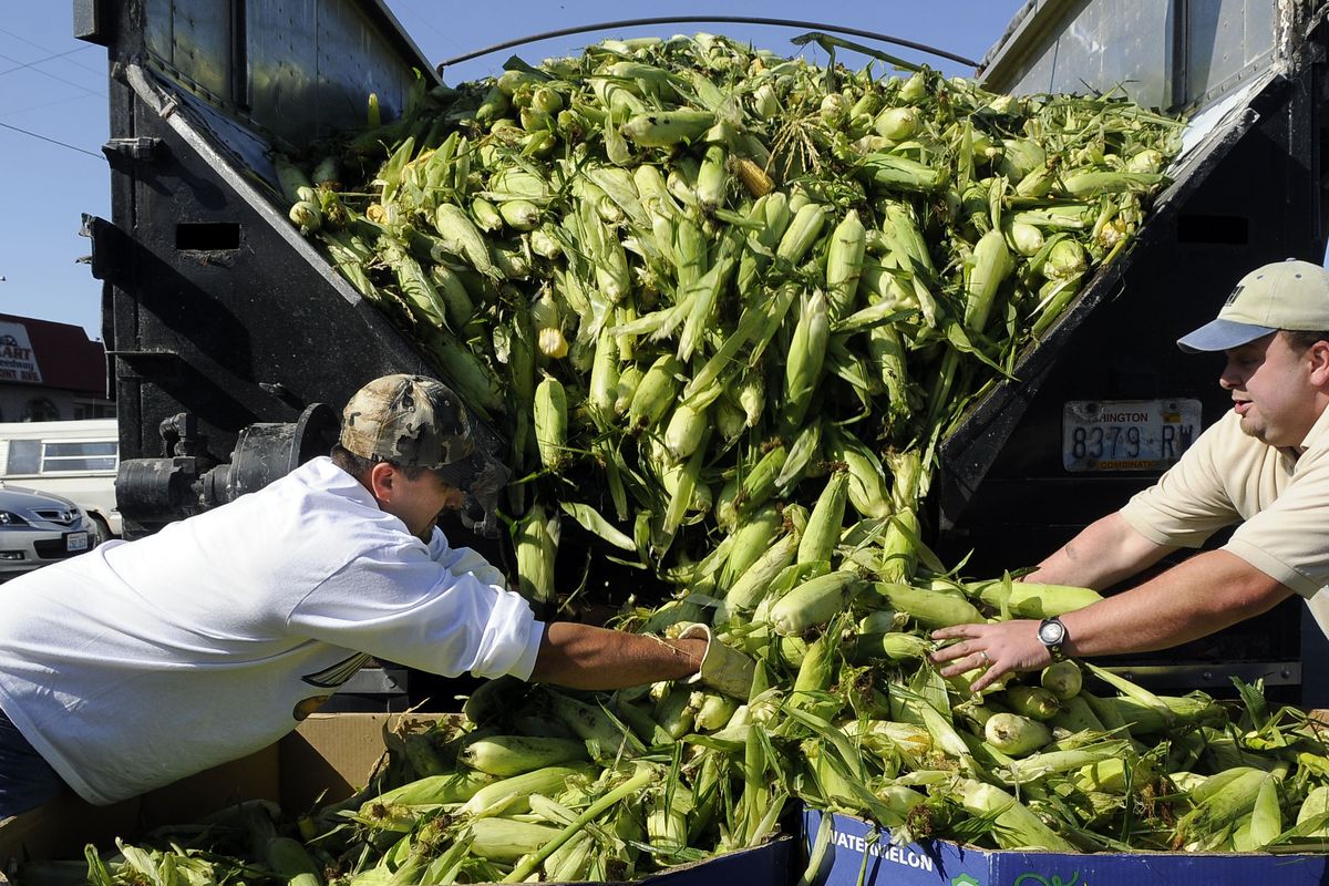 Quirino Gonzales of Hirai Farms, left, and Roger Kortness of Second  Harvest Inland Northwest direct ears of sweet corn from a semi-trailer into boxes Wednesday  at a food bank in Spokane.  Hirai Farms donated 15 tons of corn that was harvested Wednesday morning. (Dan Pelle / The Spokesman-Review)