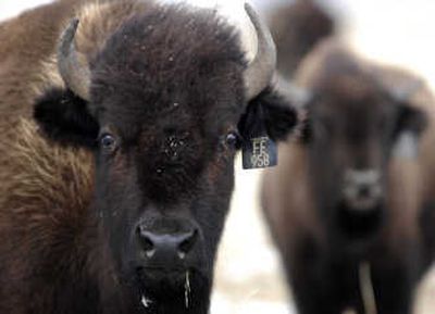 
Bison, including these shown Friday on Ted Turner's Flying D Ranch south of Bozeman,  are back in demand as a beef alternative.Associated Press
 (Associated Press / The Spokesman-Review)