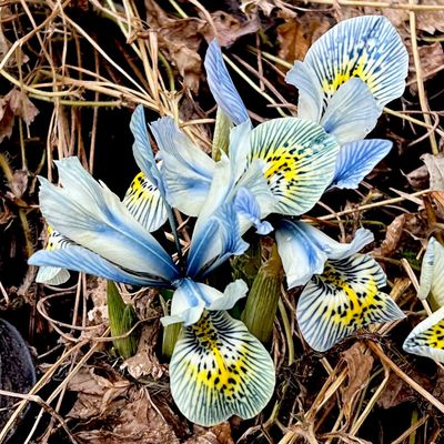 Susan Mulvihill has been growing some unusual spring-flowering bulbs, including the petite but stunning Iris reticulata Katharine Hodgkin.  (Susan Mulvihill/For The Spokesman-Review)
