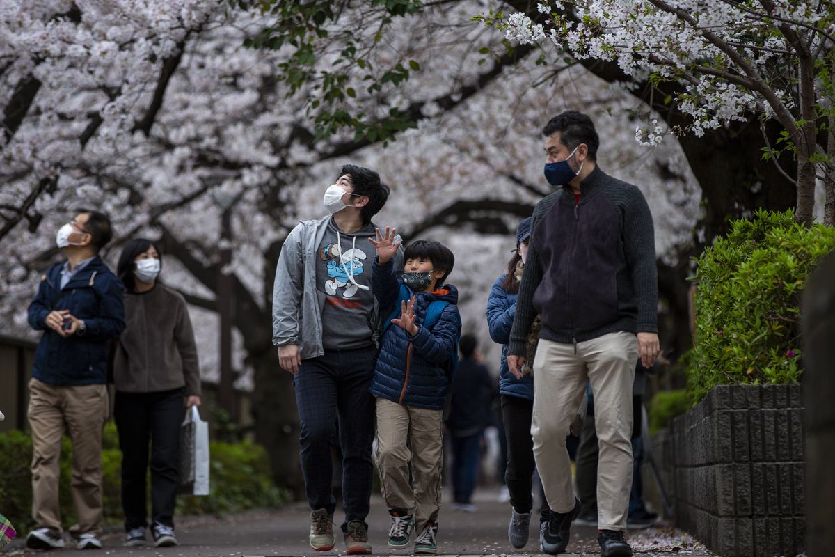 People wearing protective masks to help curb the spread of the coronavirus walk under a canopy of cherry blossoms Sunday, March 28, 2021, in Tokyo. Japan